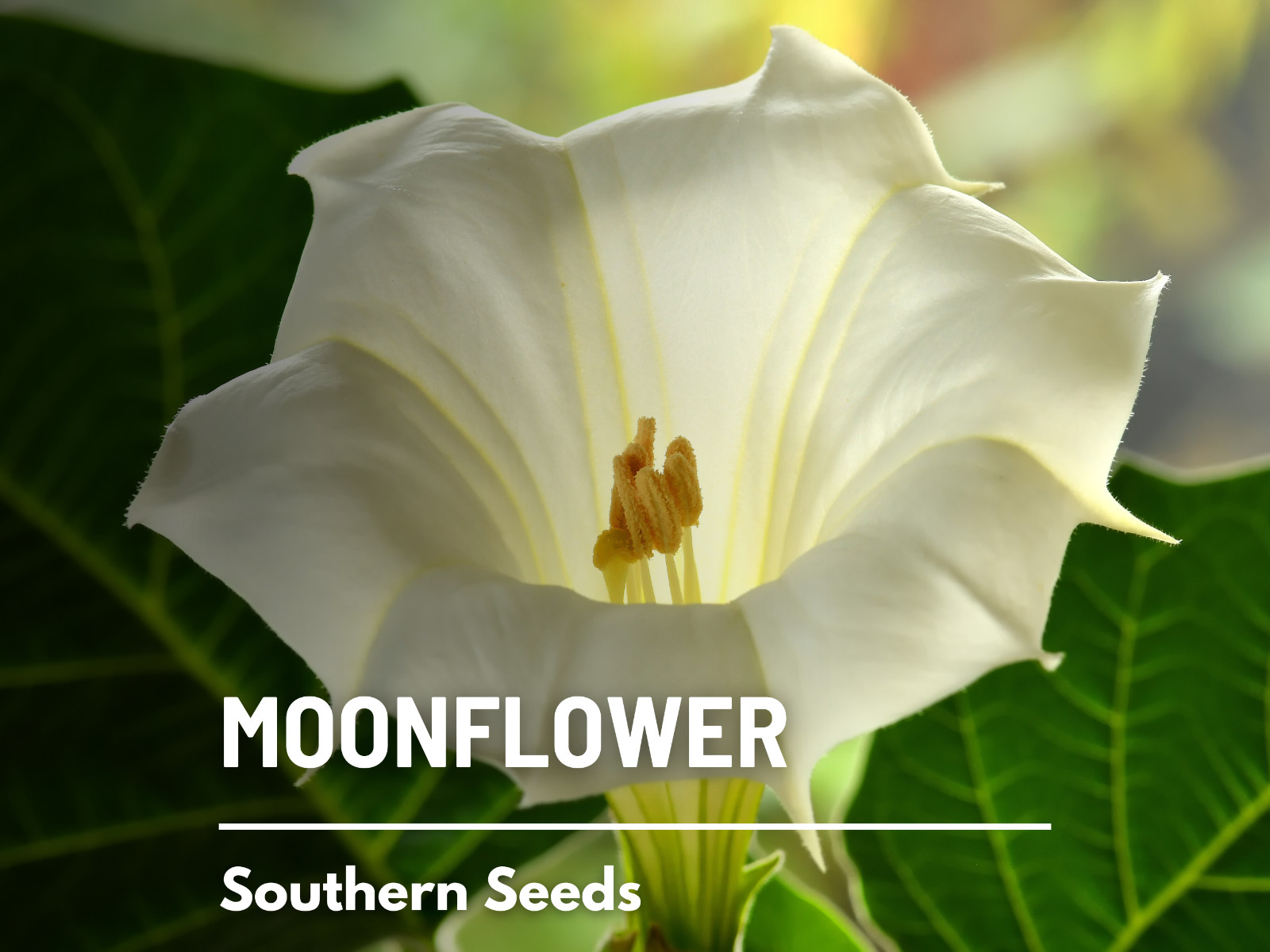 Moonflower – 25 Seeds – Blooms at Night – Easy to Grow (Ipomoea alba)