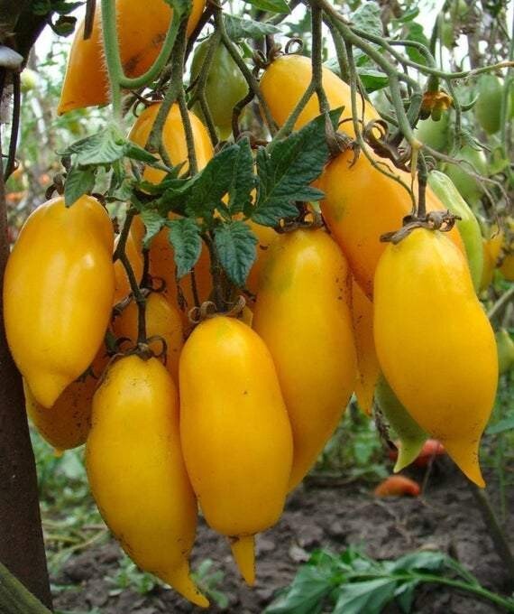 25 Banana Legs Tomato Seeds