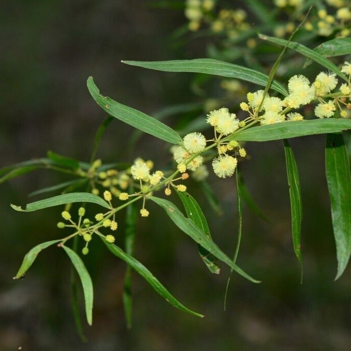 Acacia leprosa var. graveolens Seeds – (Acacia verniciflua) – “Varnish Wattle”