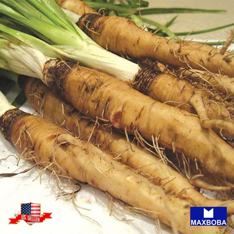 *180 Salsify Fresh Seeds – Sandwich Island Non-GMO Heirloom Vegetable