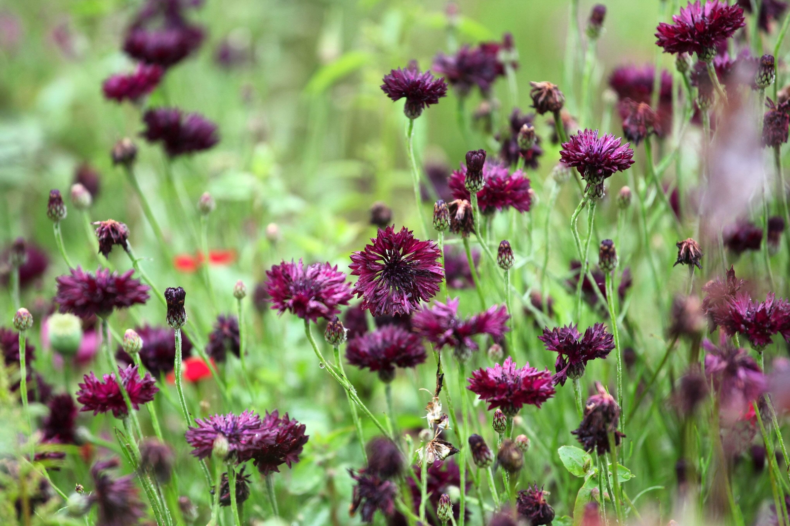 25 Black Garnet BACHELOR’S BUTTON / CORNFLOWER Centaurea Cyanus Flower Seeds