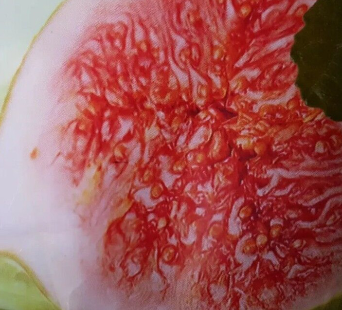 Lattarula Honey Fig (Italian Honey) Fig Tree Seeds 200 Plus Seeds