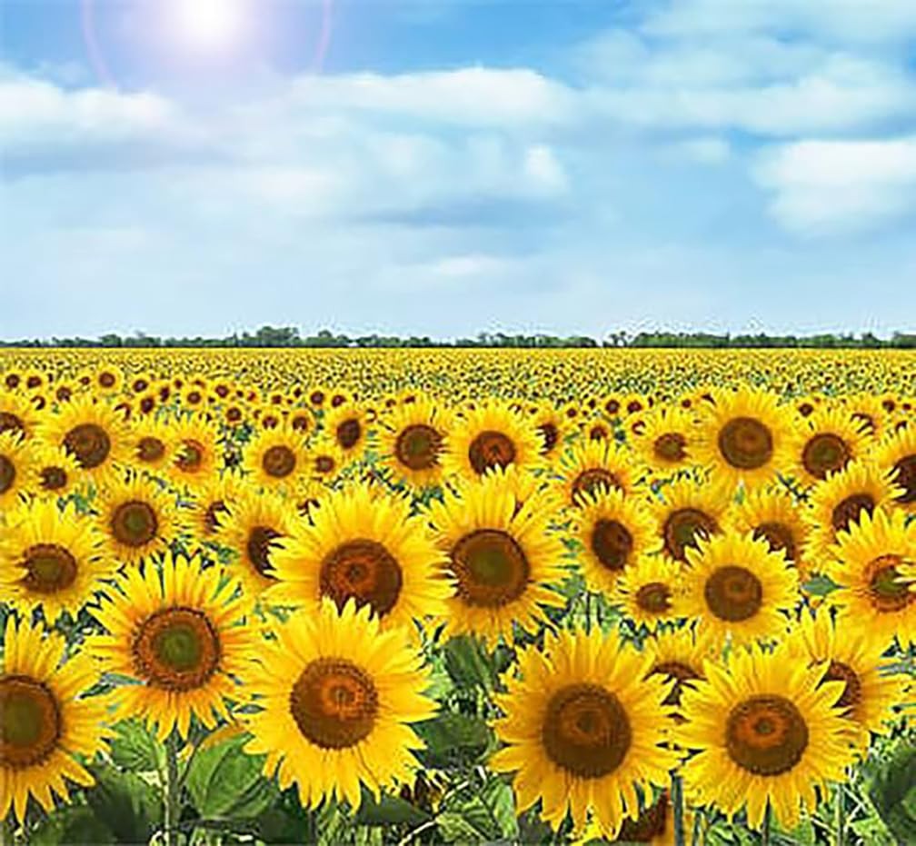 Giant Sunflower Seeds – Mammoth Grey Striped – Attracts Grey,Yellow
