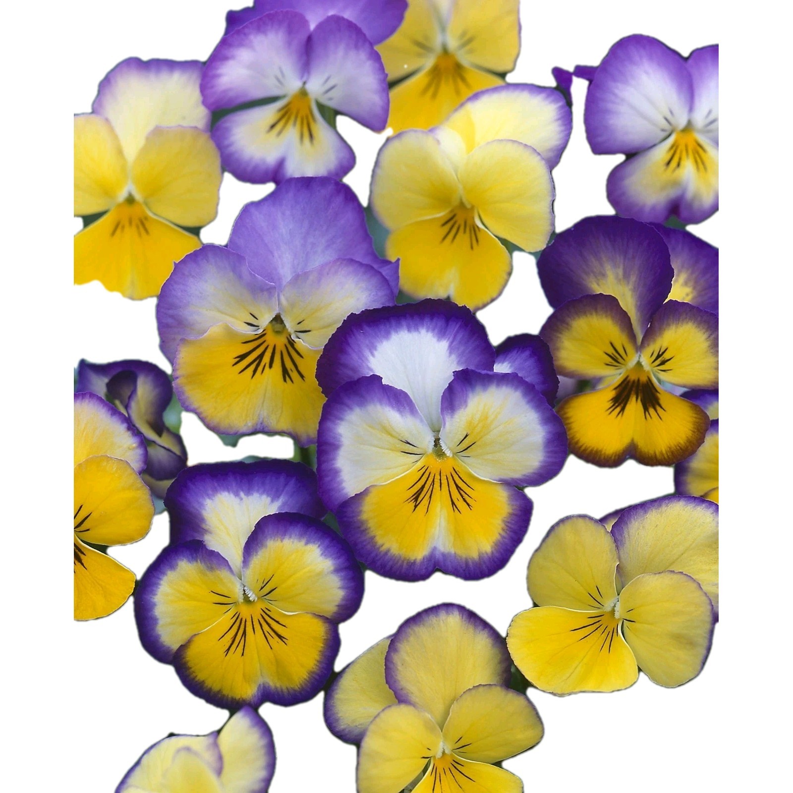 Viola Seeds Cool Summer Breeze Variety 130 Plus Flower