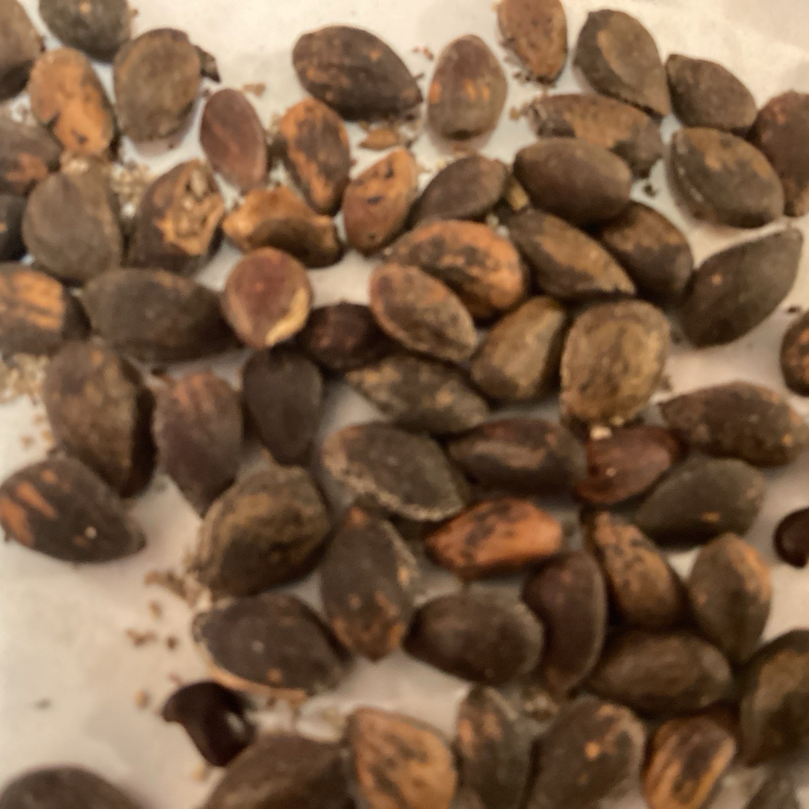 Afghan Pine Tree Seeds (Pinus Eldarica) (Eldarica Pine)