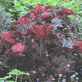 Heuchera macrantha Palace Purple Select 2,500 seeds