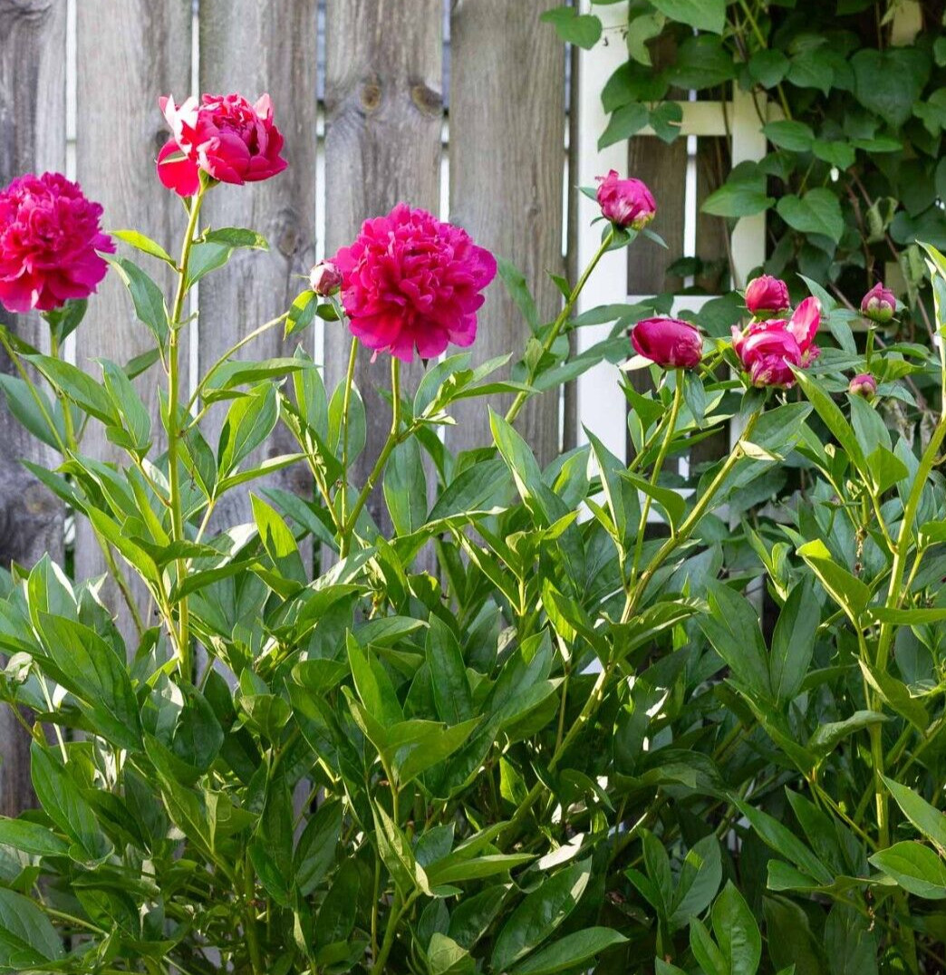 1 – RED KANSAS Double Peony Live Perennial Flower Bulb Root Plant / VIVID COLOR