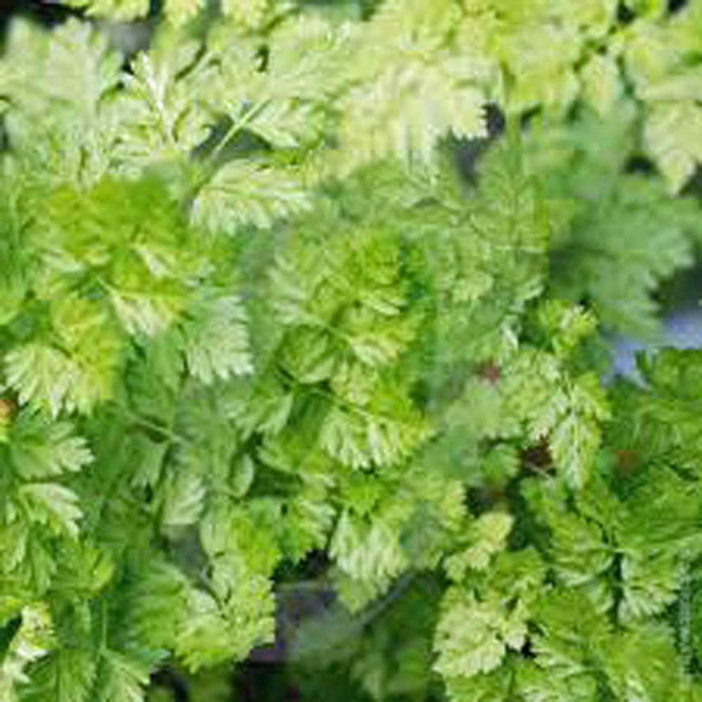 Chervil Seeds, Heirloom, NON-GMO, (20+) Chervil Seeds,