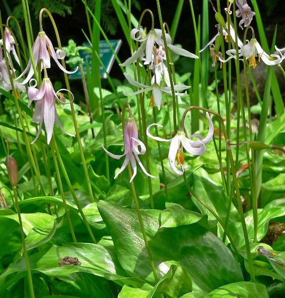 Erythronium revolutum | Mahogany Coast and Pink Fawn Lily | 10 Seeds