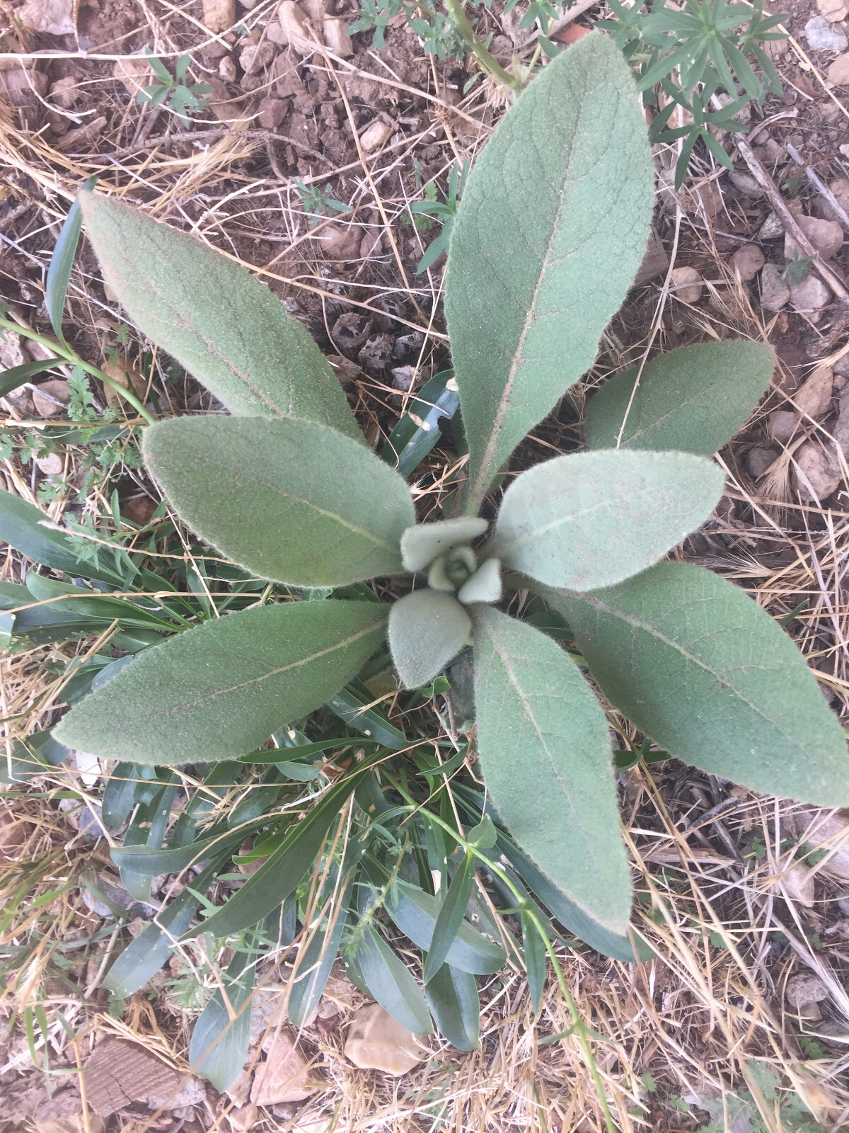 8000+ MULLEIN SEED Herbal ORGANIC Healing Tea Blends Smudge Health Medicinal