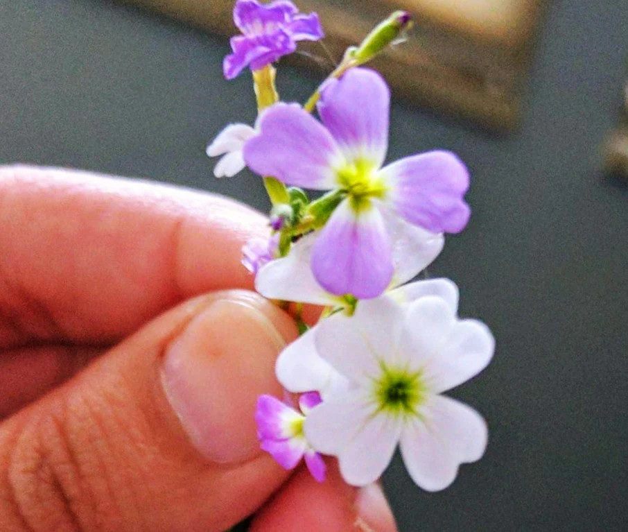 Virginia Stock Mix Seeds – For 2025 Planting Highly Scented Fragrant Low Growing