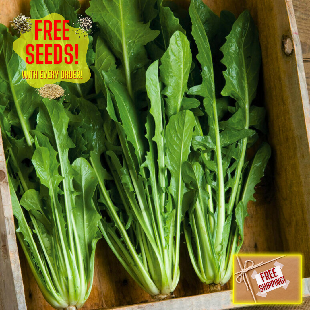 Fresh Catalogna Emerald Endive Seeds | Heirloom Non-GMO | Vegetable Seeds
