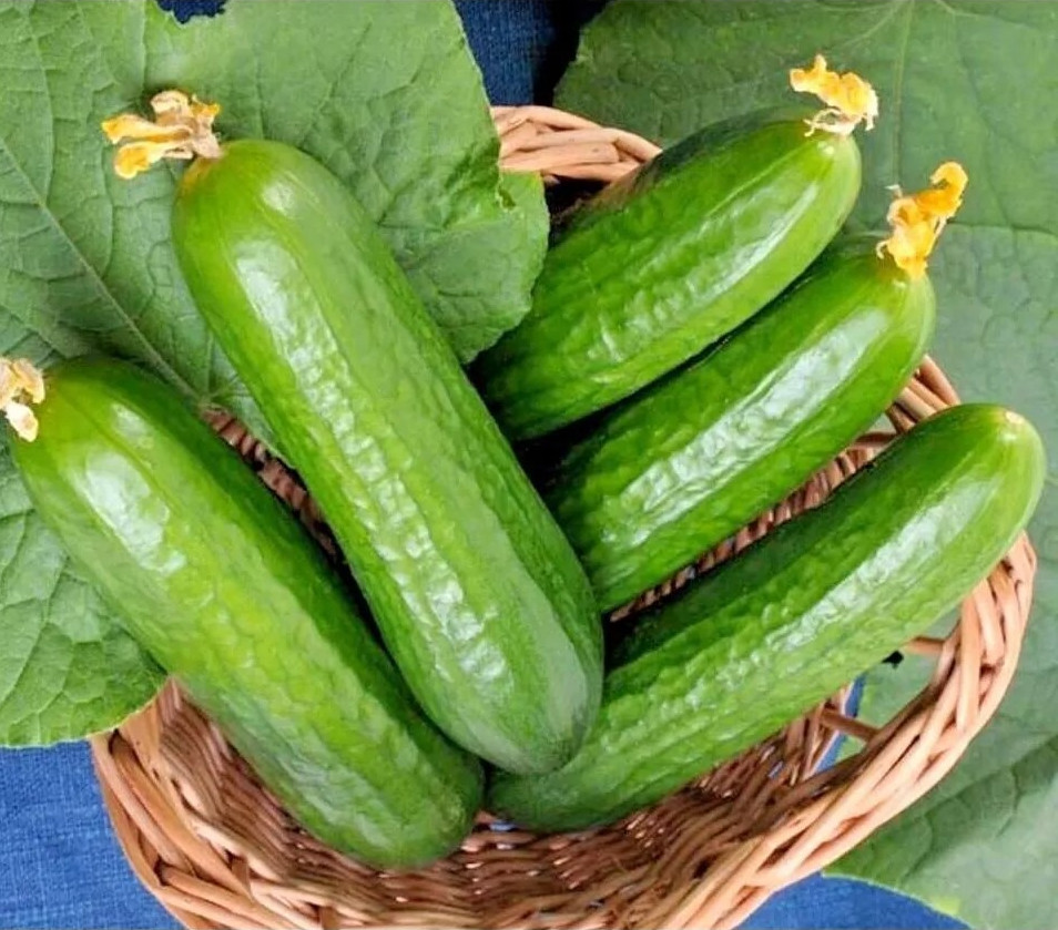 100+ Muncher Cucumber Seeds – ORGANIC — HEIRLOOM – NON GMO — FRESH