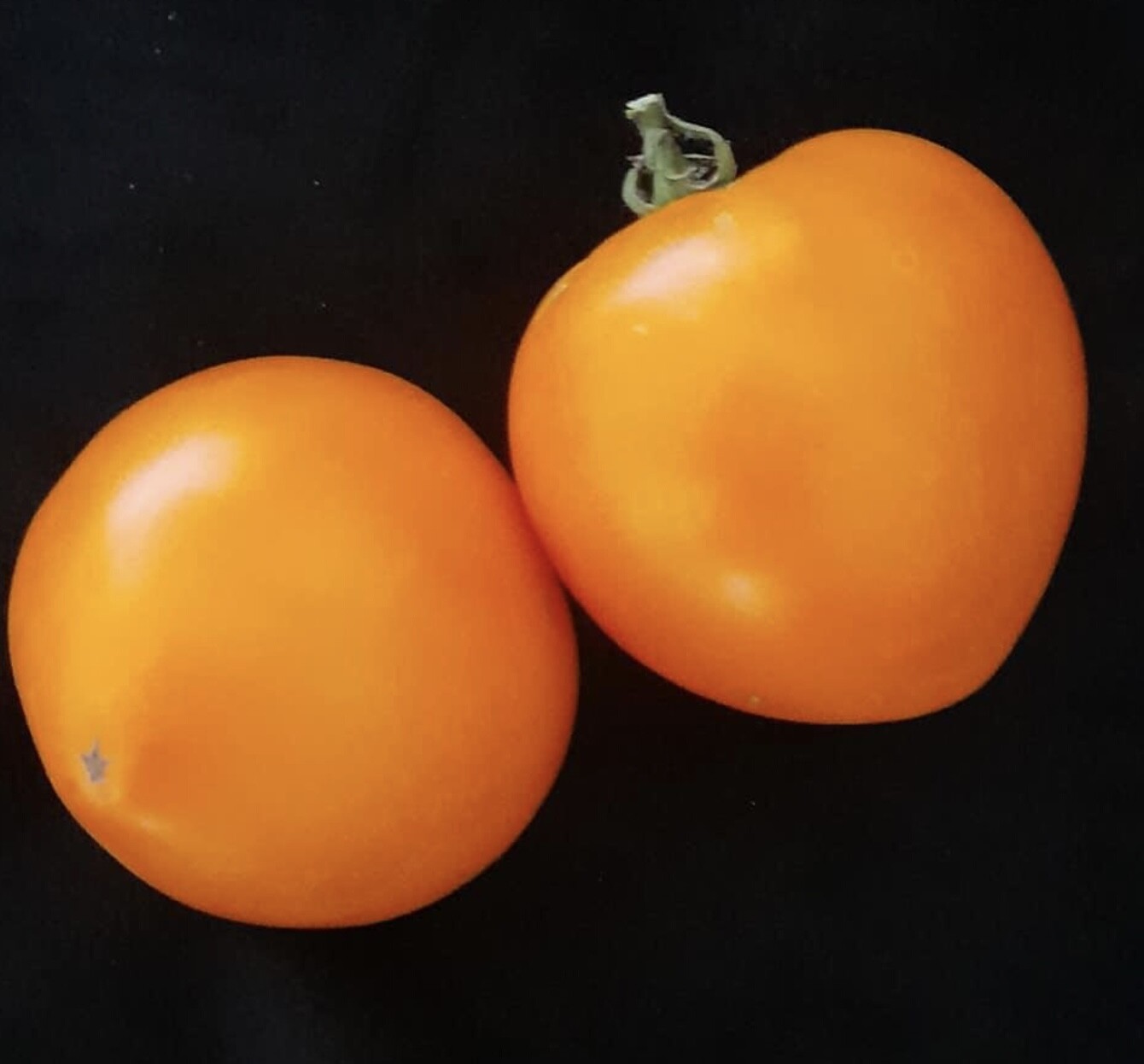 Amish Gold Tomato Seeds | Organic | Rare