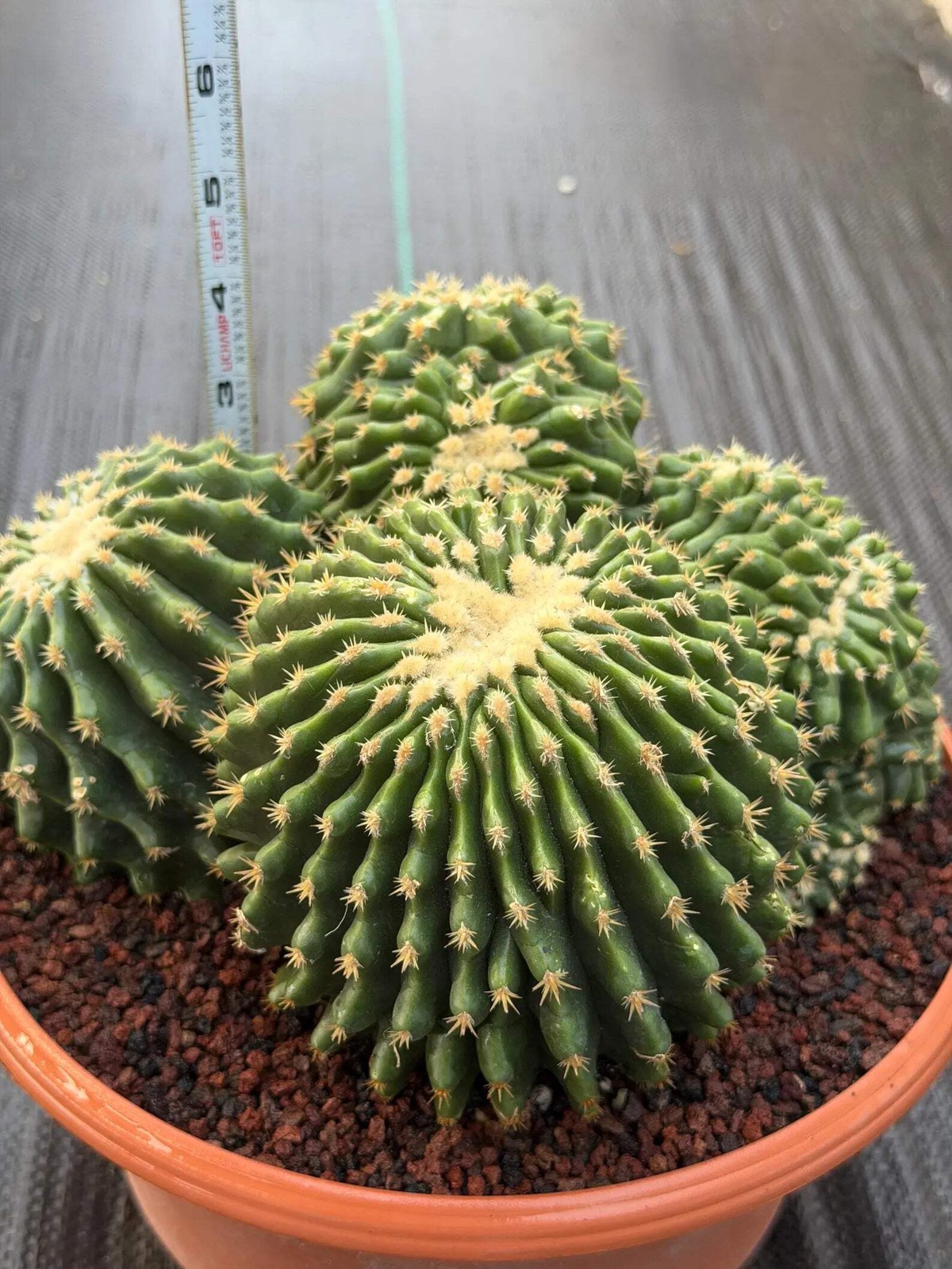 Crested Echinocactus Grusonii Inermis | Rare Short Spine Cluster Live Cactus