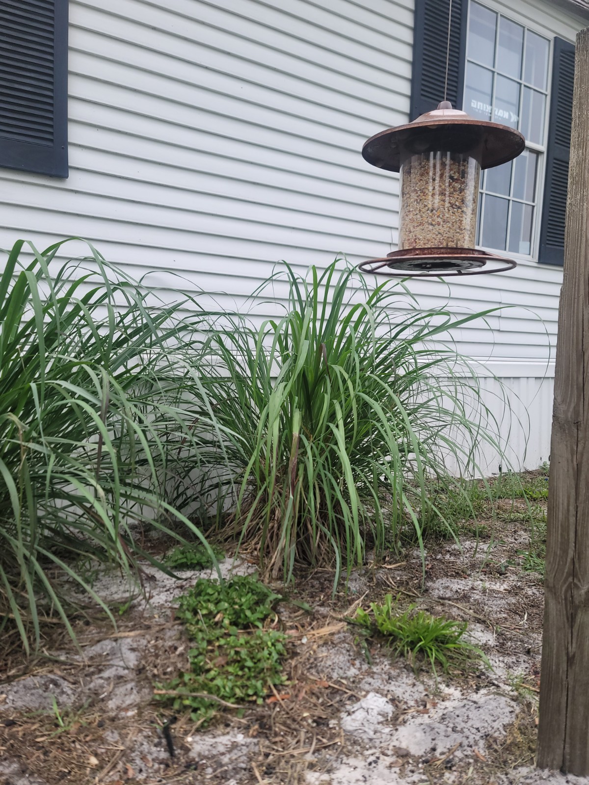 5 Lemongrass Stalks Plugs Live Cymbopogon Plant Healthy Herb Lemon Grass Organic