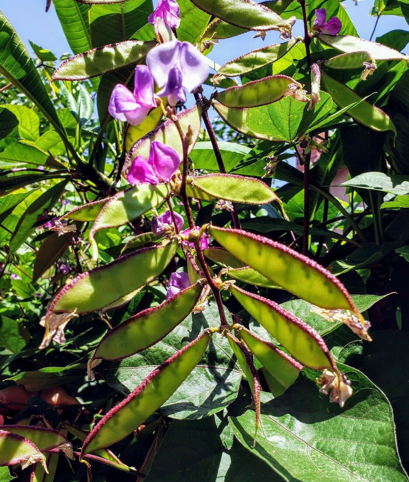 Hyacinth Bean Vine, Bataw, Dolichos Lablab 20 Fresh Organic Seeds Plus 5 Extra!