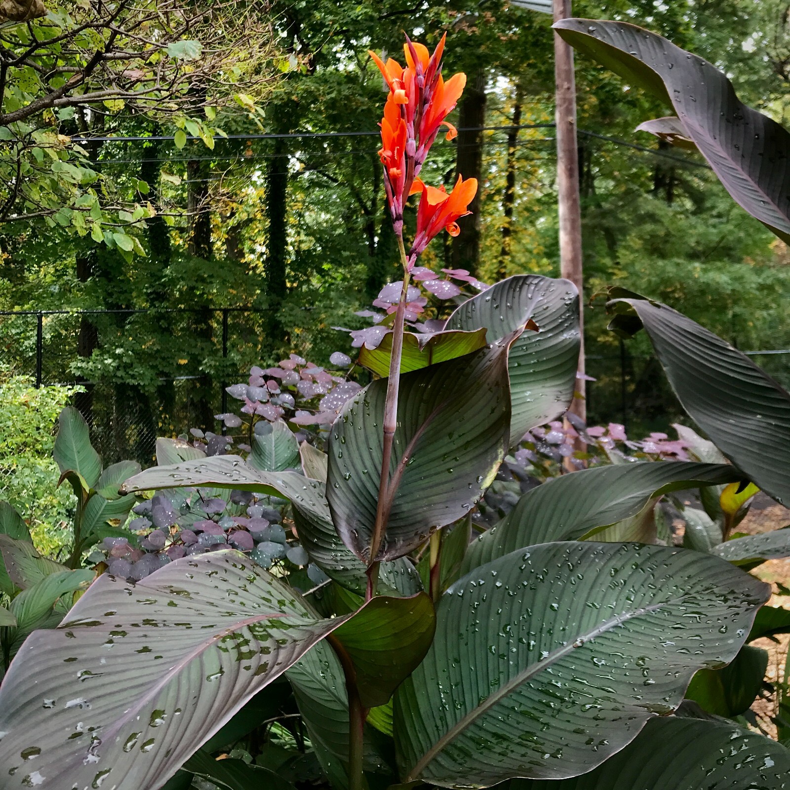 20 Canna indica ‘Eternal Flame’ seeds (Zingiplants Exclusive)