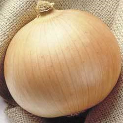 250 SWEET WALLA WALLA ONION Allium Cepa Vegetable Seeds *Flat S/H