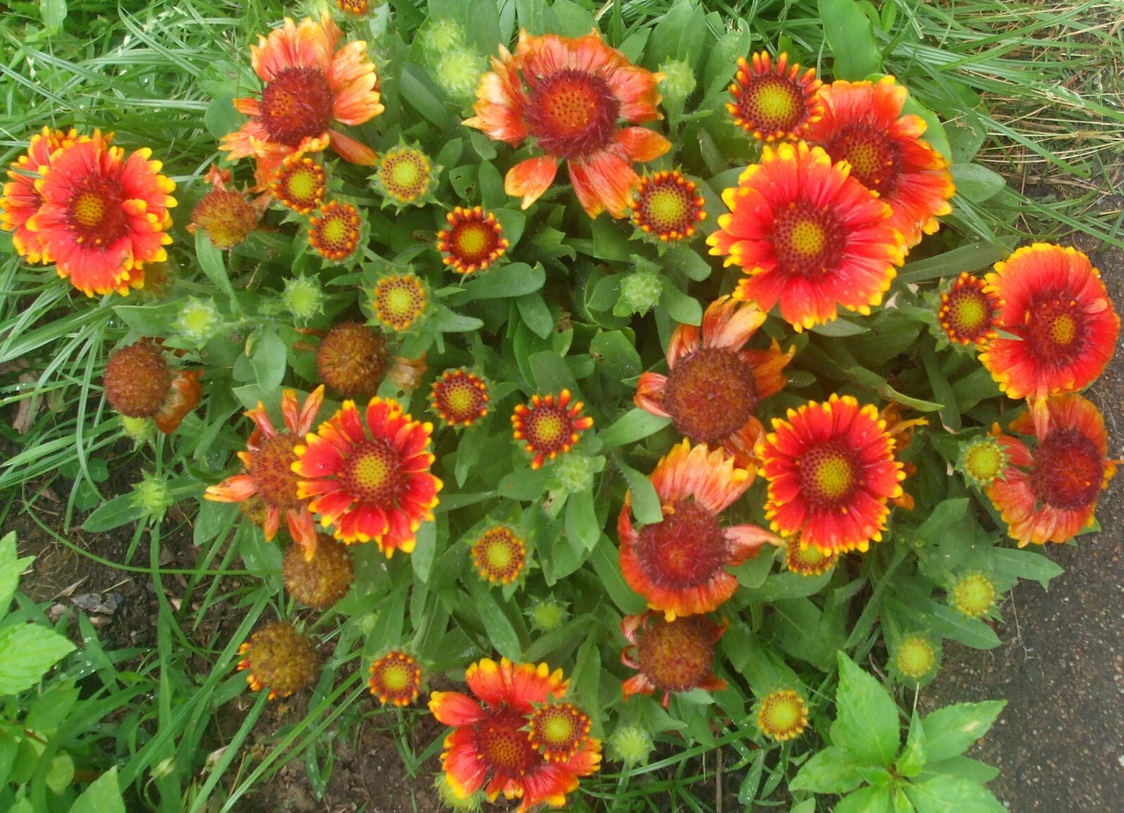 100 Blanket Flower Gaillardia seeds, Native Wildflower organic, FREE S/H