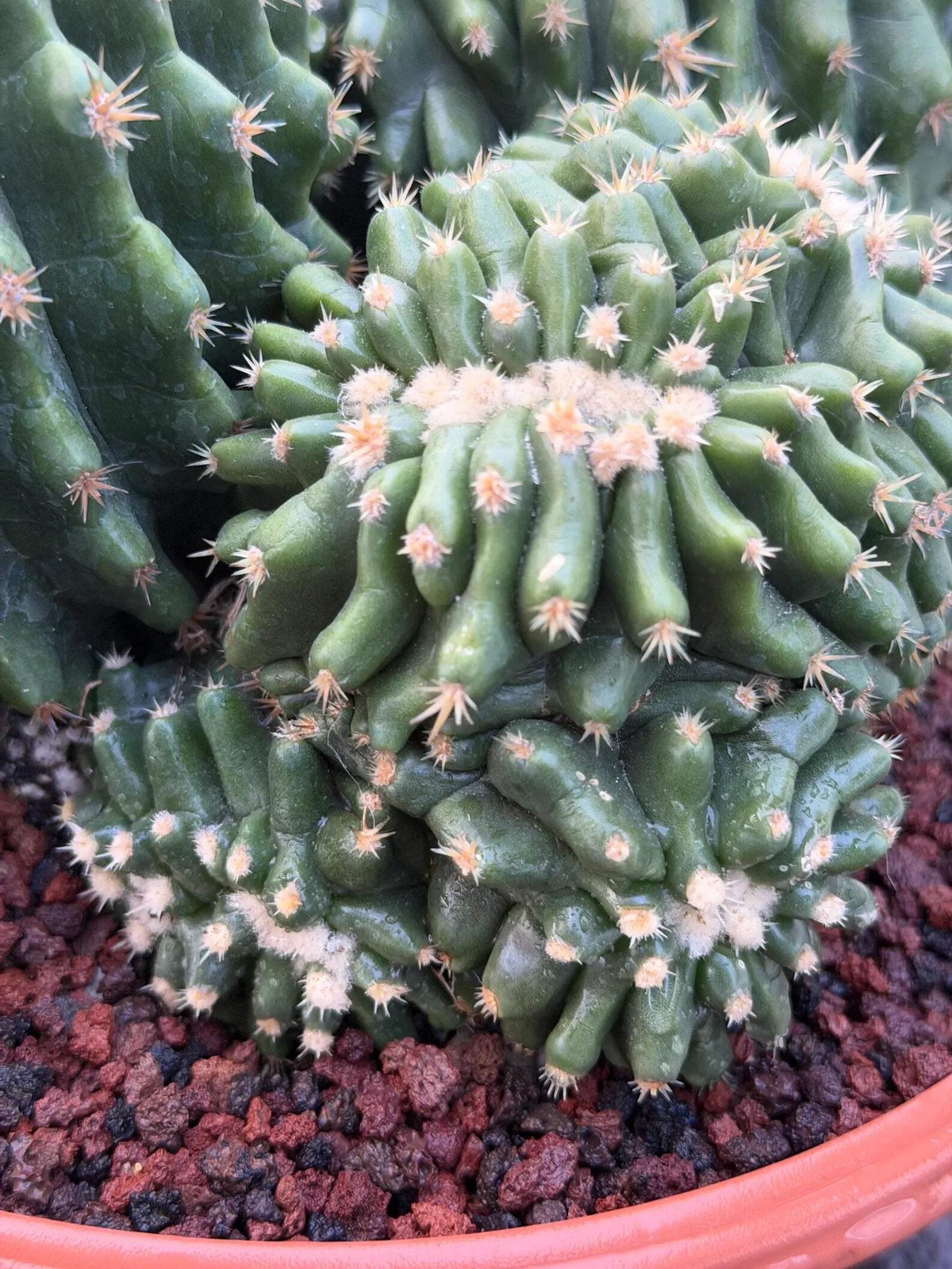 Crested Echinocactus Grusonii Inermis | Rare Short Spine Cluster Live Cactus