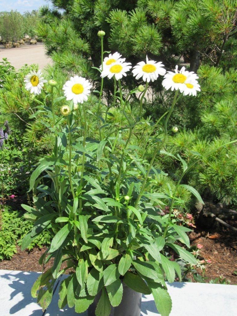2 Grams of White Alaskan Shasta Daisy Seeds for Outdoor Gardens & Pollinators