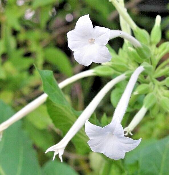 NICOTIANA SYLVESTRIS Seeds *FREE Shipping!* Flowering Woodland Tobacco Seeds