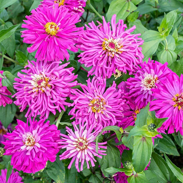 100+ Super Cactus Lilac Emperor Zinnia Seeds for Garden – USA – FREE SHIPPING!