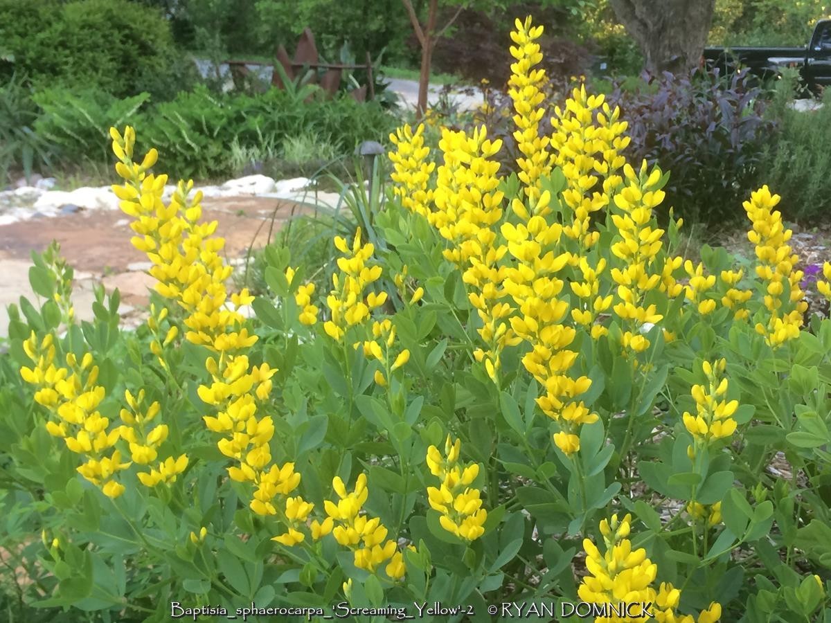 BULK SEEDS!…Baptisia sphaerocarpa…Yellow False Indigo…QTY/bag=100