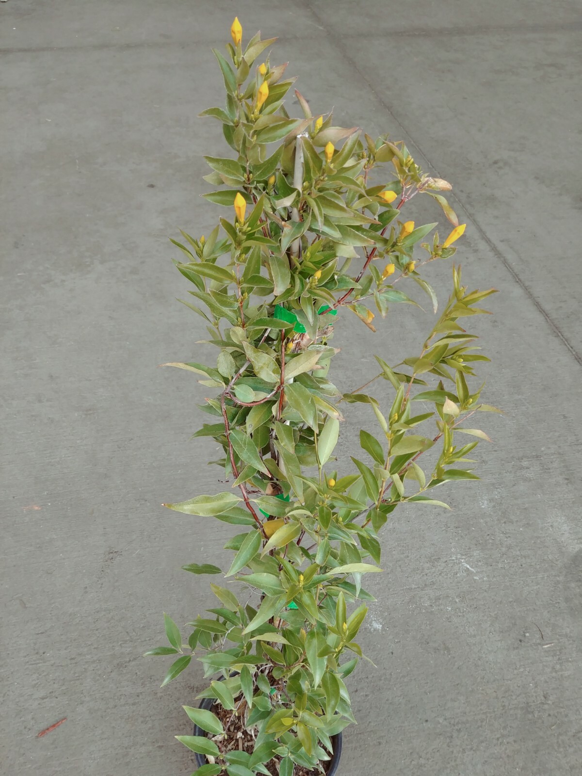 Carolina Jessamine Live Plants Yellow Flower