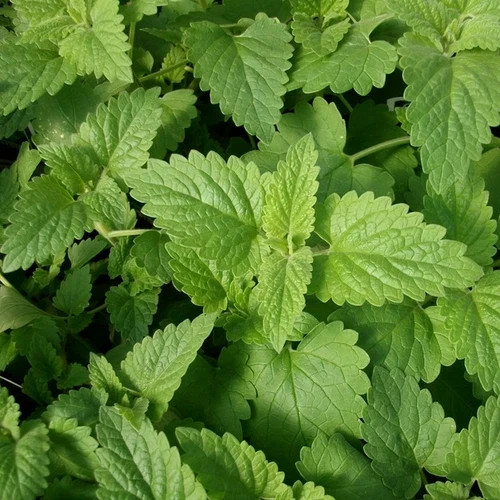 Catnip (Nepeta) non-GMO Heirloom seeds 150ct