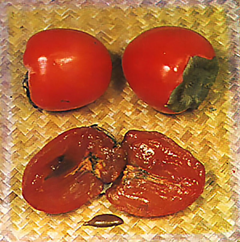 Japanese Persimmon, Diospyros kaki, Tree Seeds