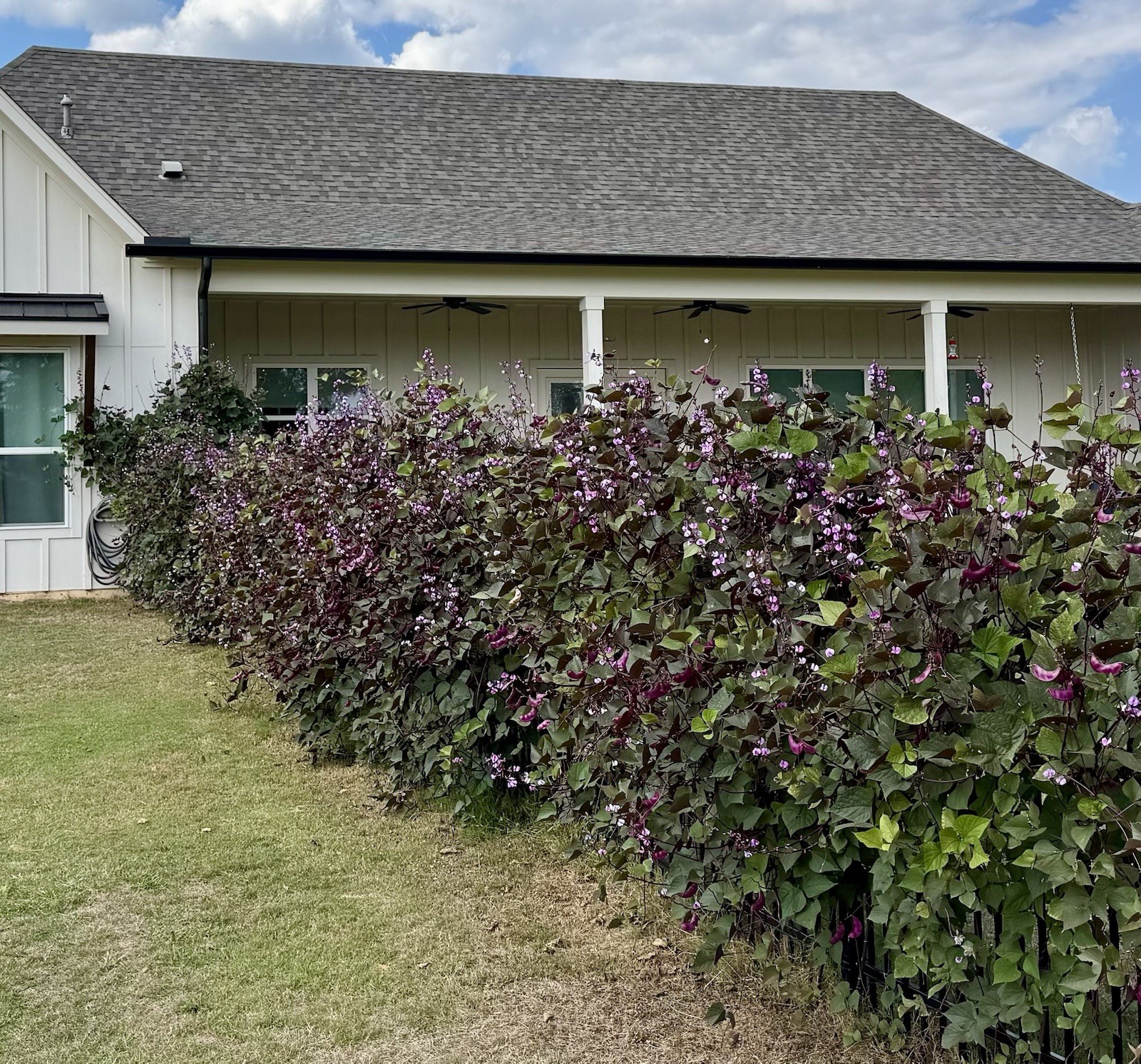 Purple Hyacinth Bean Vine Seeds Fresh Harvest Fall 2026 BULK Seeds/Order