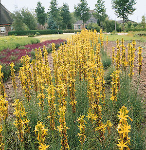 Asphodeline lutea 100 seeds