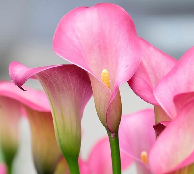 Rehmanni Calla Lily Bulbs for Planting – Beautiful Pink Trumpet Bulbs (5)