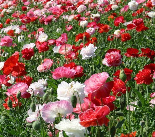 Papaver Shirley double mix poppy 35+ seeds