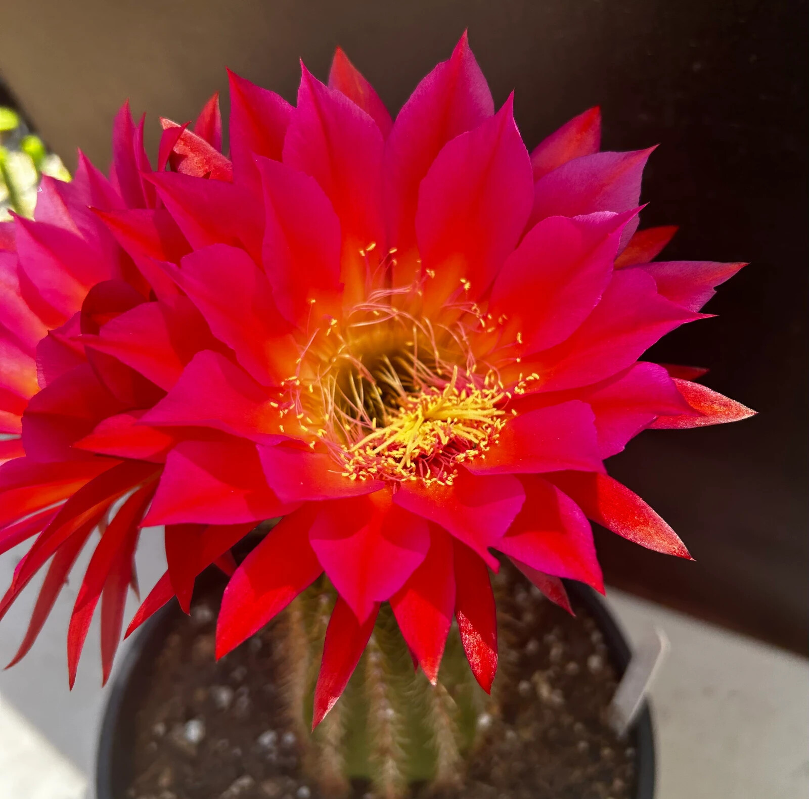 6 INCH,T.Cereus,CHERRY WINE,Echinopsis,Cactus,Blooming,Plant,Succulent