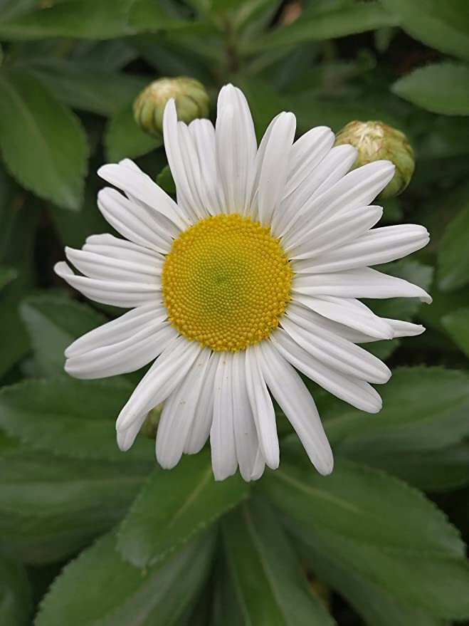 200 Alaska Shasta Daisy Flower Seeds – Leucanthemum x superbum Perennial, White