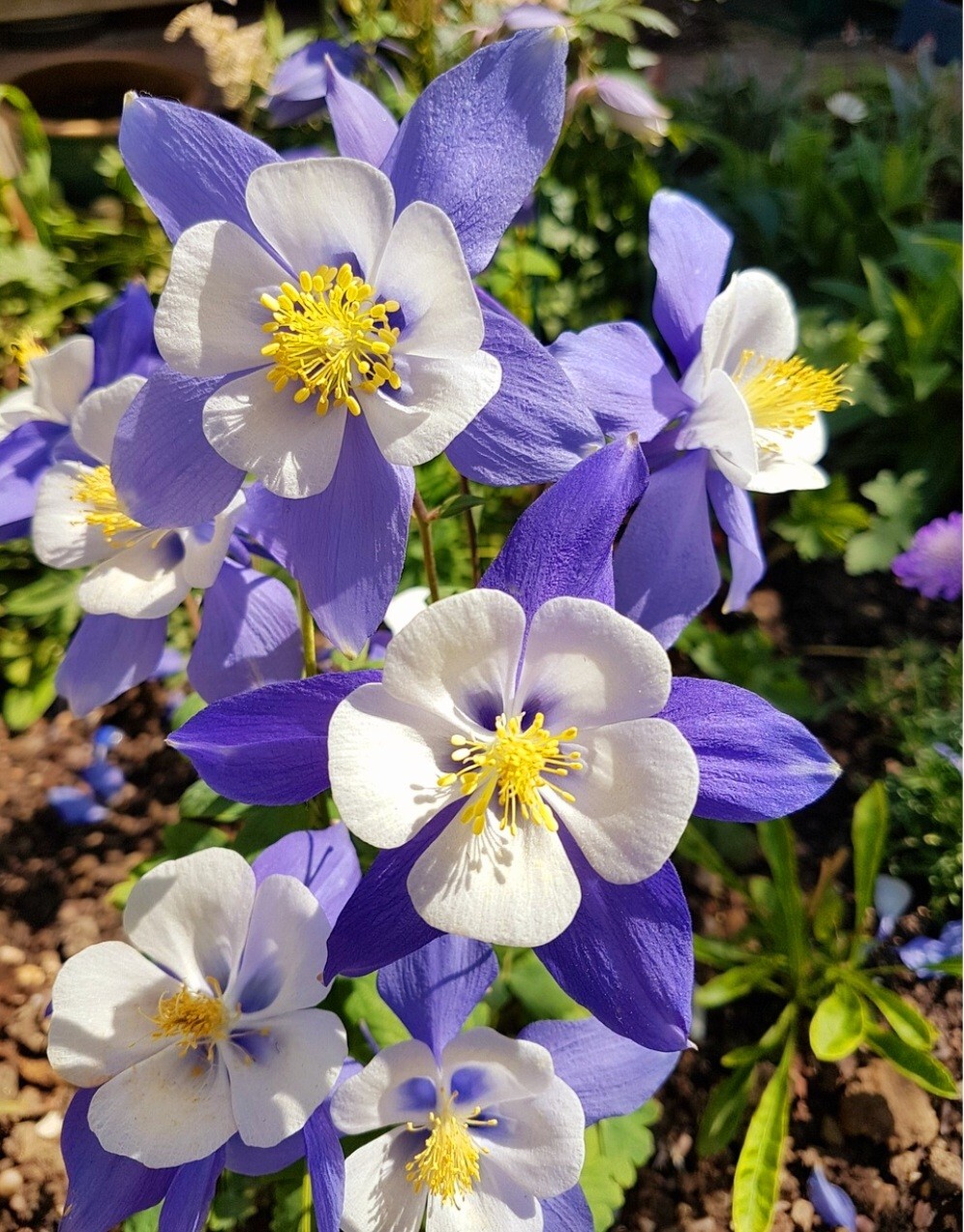 Columbine 250 Seeds McKana Giant Hybrids Aquilegia vulgaris Dwarf Granny’sBonnet