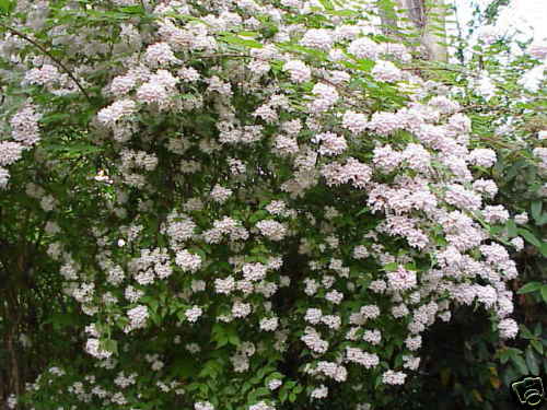 Beauty Bush, Kolkwitzia amabilis, Shrub Seeds (Showy, Hardy)