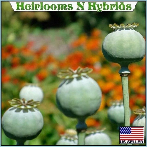 2,500 The Giant Rattle Papavear Somniferum Giganteum Poppy Seeds Huge Pods