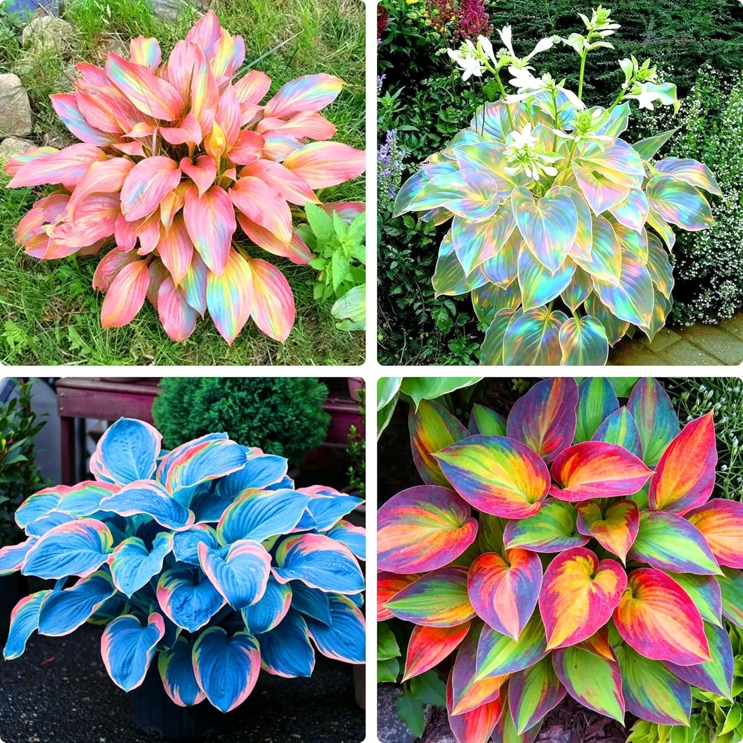 Long-Blooming Hosta Seeds – 310+ Air-Purifying, Low-Maintenance Plants