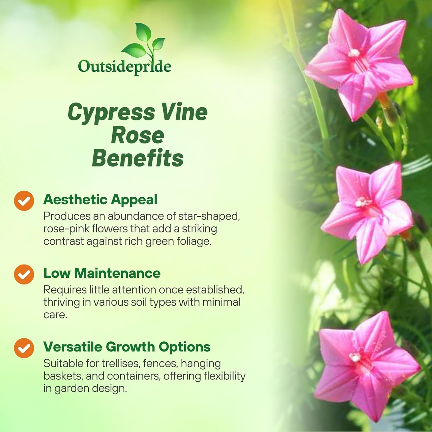 100 Seeds Cypress Vine Seed – Ipomoea Pennata Rose Flower Seeds