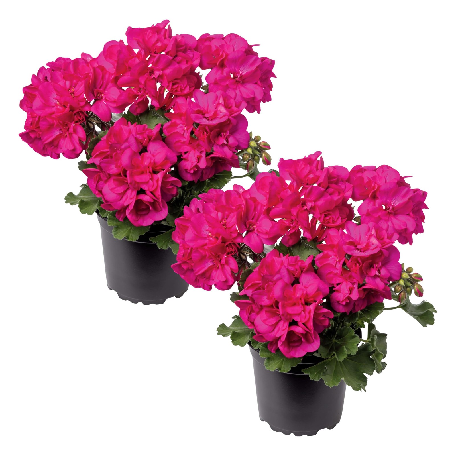 Live Flowering Zonal Geraniums – Pink (2 Plants Per Pack) – Beautiful Spring …