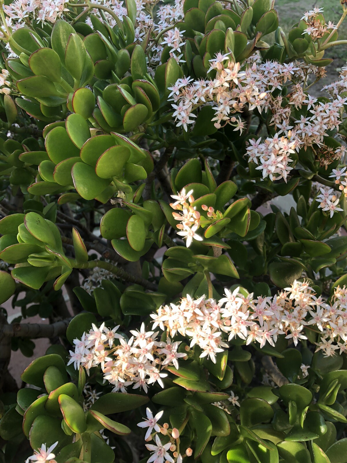 3 Jade Plant Fresh Cutting Money Plant Ready To Plant No Root