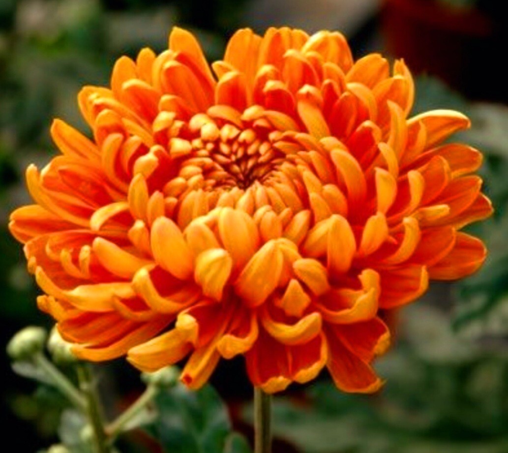 120 Chrysanthemum Seeds Orange Flower Authentic Chinese Spider Edible-Tea