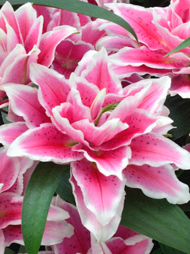 2 ROSELILY SAMANTHA Lily Flower Bulbs * SHOWY DARK PINK & WHITE 6″ DOUBLE BLOOMS