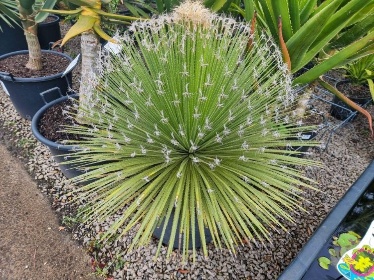 Green Sotol, Dasylirion acrotriche 5 Seeds Free Shipping!