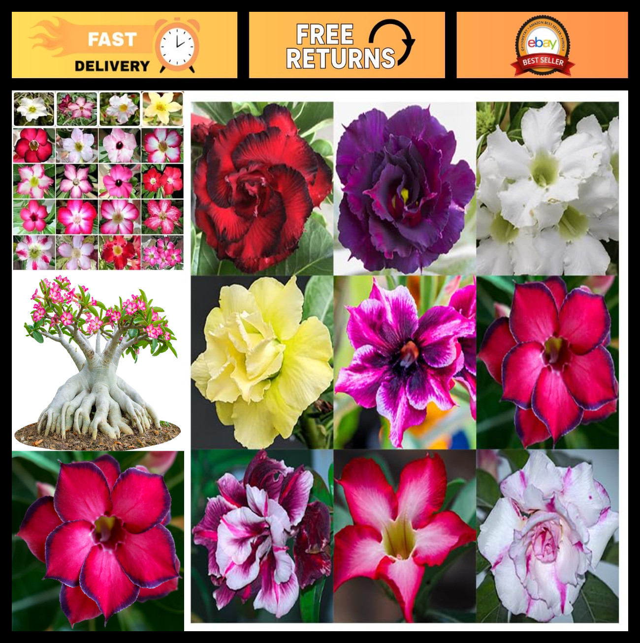 100 Desert Rose Seeds – Mixed Color Adenium Obesum, Non-GMO Exotic Succulent Pla
