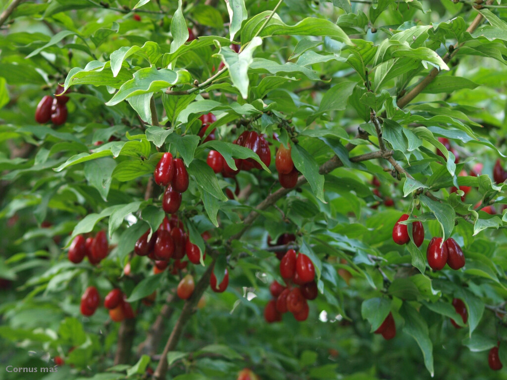Cornelian Cherry Dogwood, Cornus mas, Tree Seeds